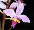 Phal. equestris 'Angel Orchids 5' (2)